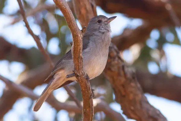 File:Grey Shrikethrush (Colluricincla harmonica) (8079676882).jpg