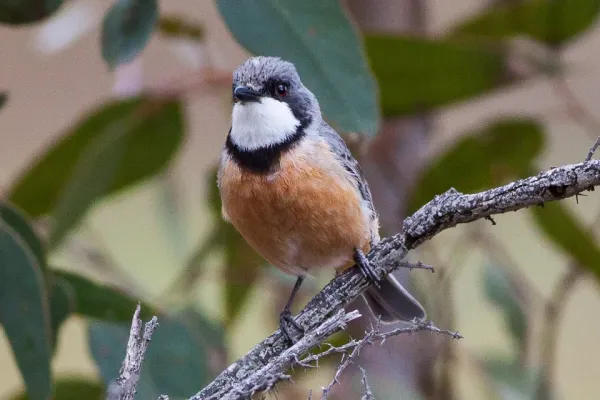 File:Rufous Whistler (Pachycephala rufiventris) (8079676600).jpg