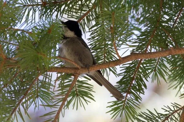 File:Poecile sclateri, Rustler Park, Arizona 3.jpg