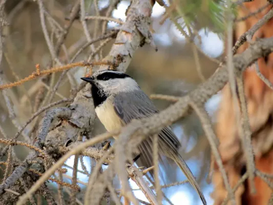 File:Poecile gambeli, Rocky Mountain NP, Colorado 1.jpg