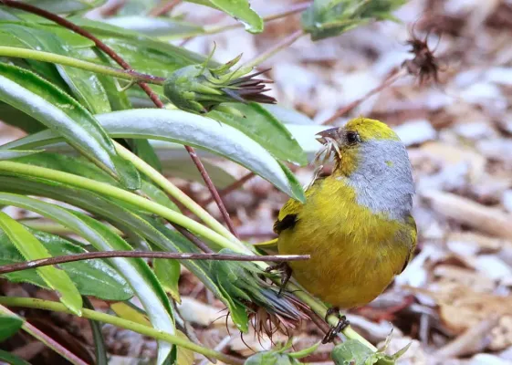 File:Cape Canary, Serinus canicollis, male at Kirstenbosch (8236008132).jpg