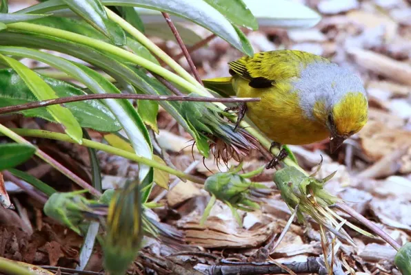 File:Cape Canary, Serinus canicollis, male at Kirstenbosch (8234943685).jpg