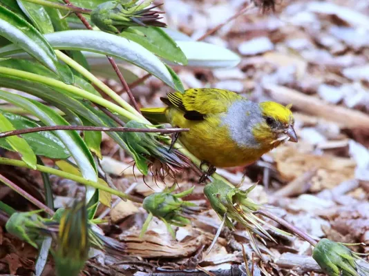 File:Cape Canary, Serinus canicollis, male at Kirstenbosch (8236009450).jpg