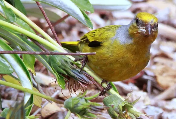 File:Cape Canary, Serinus canicollis, male at Kirstenbosch (8236009770).jpg