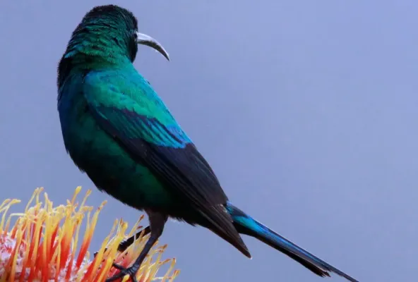 File:Malachite Sunbird, Nectarinia famosa, male at Kirstenbosch (8234947819).jpg