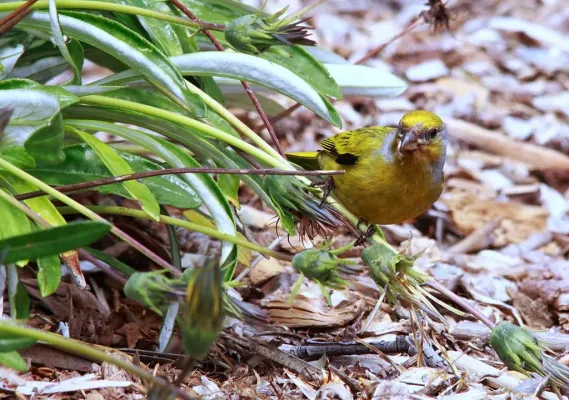 File:Cape Canary, Serinus canicollis, male at Kirstenbosch (8236010238).jpg