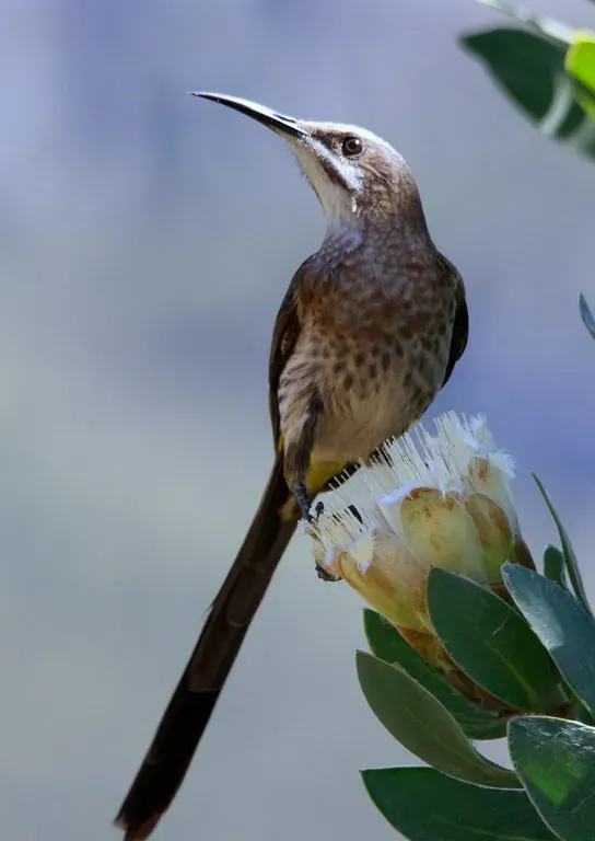 File:Cape Sugarbird, Promerops cafer (8418499985).jpg