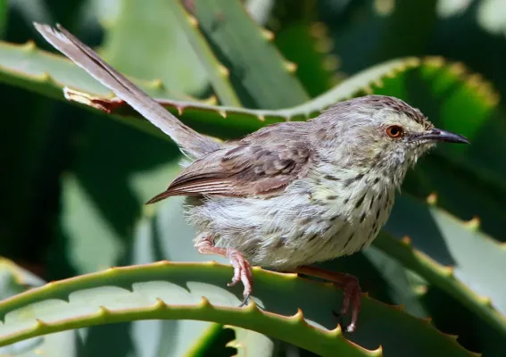 File:Karoo Prinia (Spotted Prinia), Prinia maculosa (8418500601).jpg