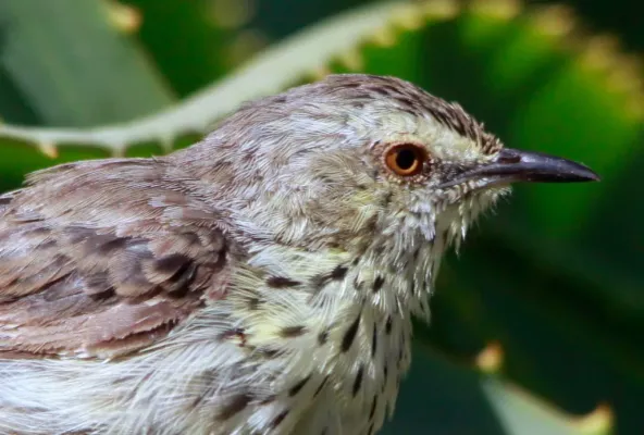 File:Karoo Prinia (Spotted Prinia), Prinia maculosa - portrait (8418500343).jpg