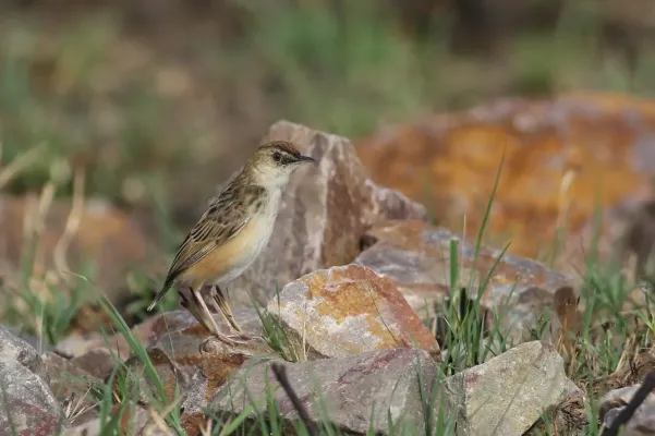 File:Cloud cisticola, Cisticola textrix at Ezemvelo Nature Reserve, near Bronkhorstspruit, Gauteng, South Africa. (22455180292).jpg