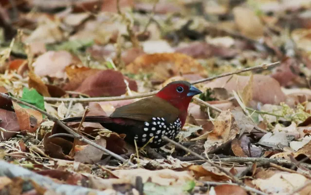File:Red-throated twinspot, Hypargos niveoguttatus at Ewanrig Botanical Garden, Harare, Zimbabwe (21817905586).jpg