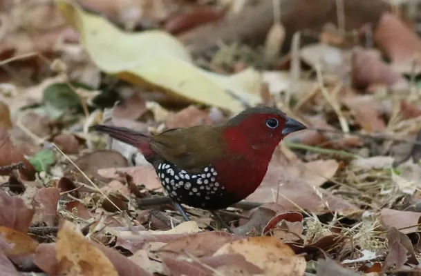 File:Red-throated twinspot, Hypargos niveoguttatus at Ewanrig Botanical Garden, Harare, Zimbabwe (21655987180).jpg