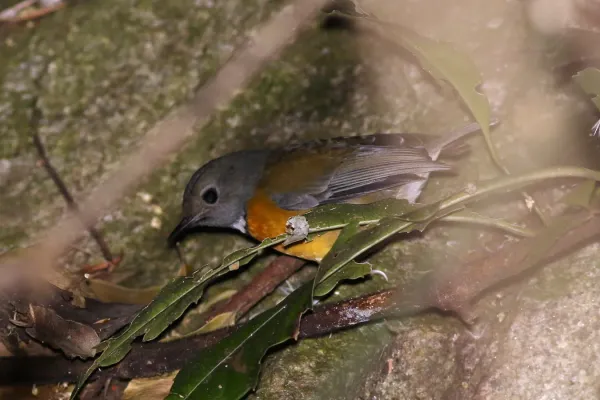 File:Swinnerton's Robin, Swynnertonia swynnertoni, Seldomseen, Vumba, Zimbabwe (21219410504).jpg