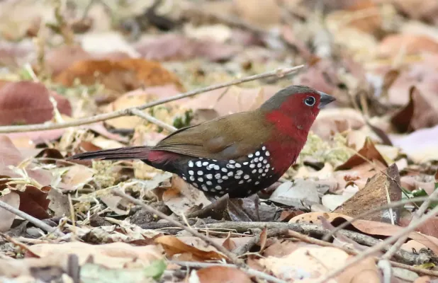 File:Red-throated twinspot, Hypargos niveoguttatus at Ewanrig Botanical Garden, Harare, Zimbabwe (21817901876).jpg