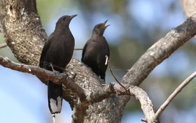 File:Boulder chat, Pinarornis plumosus, at Lake Chivero, Harare, Zimbabwe. (21905116352).jpg