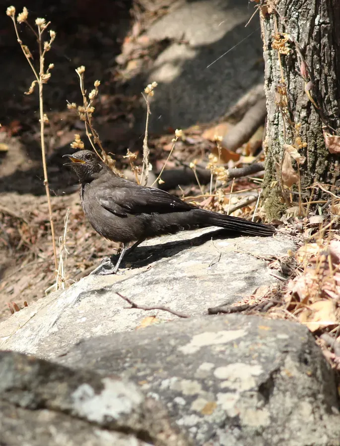 File:Boulder chat, Pinarornis plumosus, at Lake Chivero, Harare, Zimbabwe. (21294236874).jpg