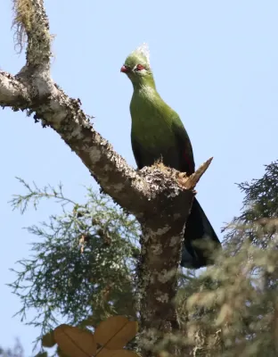 File:Livingstone's turaco, Tauraco livingstonii at Seldomseen, Vumba, Zimbabwe (21743254628).jpg