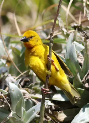 File:African golden weaver, Ploceus xanthops, also called Holub's golden weaver at Vumba Botanical Garden, Zimbabwe (21904939786).jpg