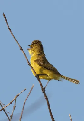 File:Dark-capped yellow warbler, Iduna natalensis, Vumba, Zimbabwe (21743021660).jpg