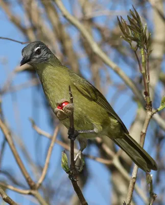File:Stripe-cheeked greenbul, Arizelocichla milanjensis, at Seldomseen, Vumba, Zimbabwe (21970911346).jpg
