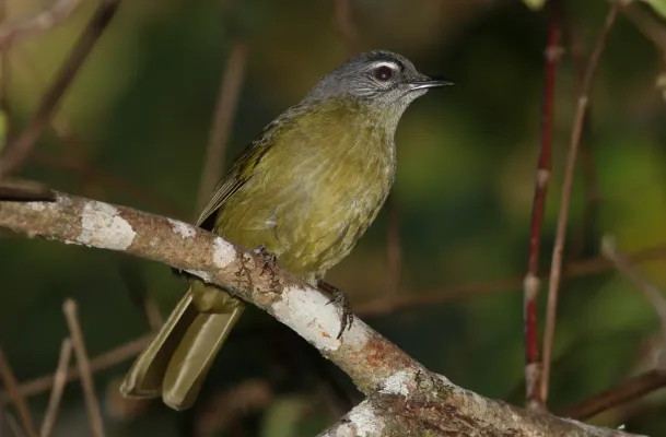 File:Stripe-cheeked greenbul, Arizelocichla milanjensis, at Seldomseen, Vumba, Zimbabwe (21970906996).jpg