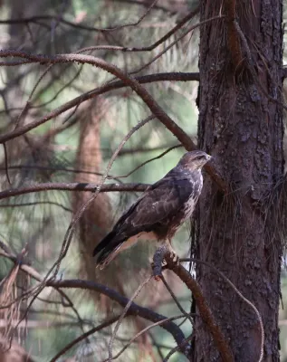 File:Forest Buzzard, Buteo trizonatus, at Hangklip Forest, Makhado, Limpopo Province, South Africa (20761518321).jpg