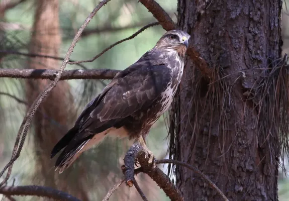 File:Forest Buzzard, Buteo trizonatus, at Hangklip Forest, Makhado, Limpopo Province, South Africa (20761505461).jpg