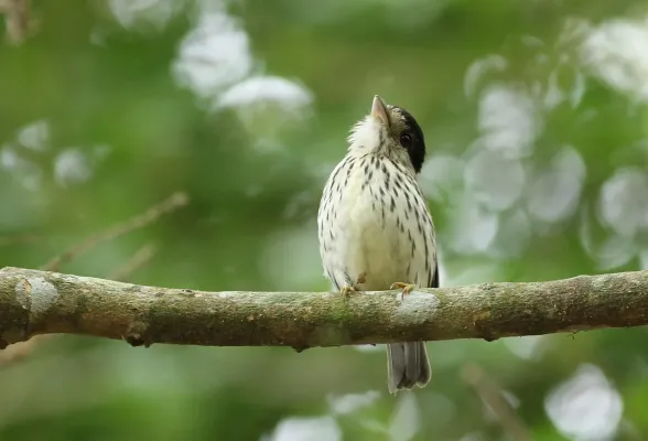 File:African broadbill, Smithornis capensis, at uMkhuze Game Reserve, kwaZulu-Natal, South Africa (15208261188).jpg