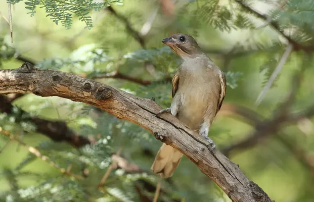 File:Lesser honeyguide, Indicator minor, at Pilanesberg National Park, South Africa (15809821907).jpg