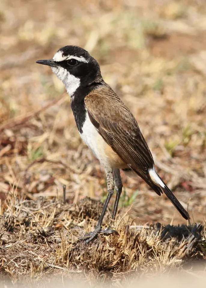 File:Capped Wheatear, Oenanthe pileata at Pilanesberg National Park, South Africa (10462855974).jpg