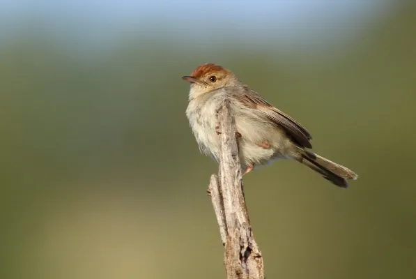 File:Neddicky, or piping cisticola, Cisticola fulvicapilla at Pilanesberg National Park, Northwest Province, South Africa (16044175009).jpg