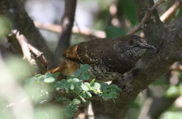 File:Barred wren-warbler, Calamonastes fasciolatus, at Pilanesberg National Park, Northwest Province, South Africa (16784978727).jpg