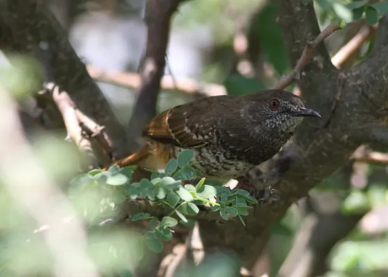File:Barred wren-warbler, Calamonastes fasciolatus, at Pilanesberg National Park, Northwest Province, South Africa (16992366435).jpg