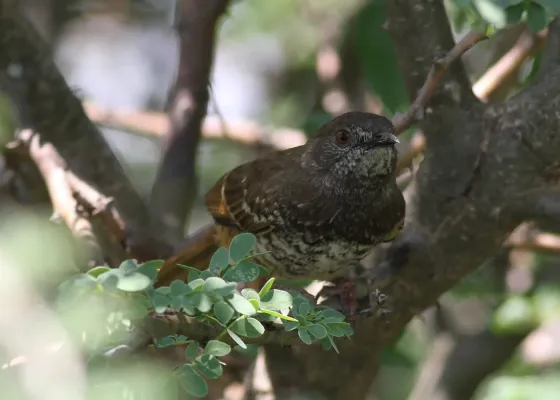 File:Barred wren-warbler, Calamonastes fasciolatus, at Pilanesberg National Park, Northwest Province, South Africa (16804899470).jpg