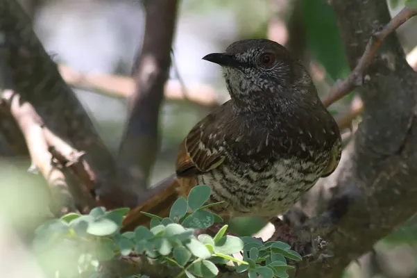 File:Barred wren-warbler, Calamonastes fasciolatus, at Pilanesberg National Park, Northwest Province, South Africa (16372264263).jpg