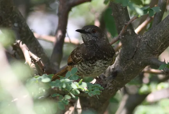 File:Barred wren-warbler, Calamonastes fasciolatus, at Pilanesberg National Park, Northwest Province, South Africa (16372277073).jpg