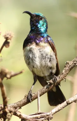 File:White-bellied Sunbird,Cinnyris talatala at Pilanesberg National Park, Northwest Province, South Africa (17019218092).jpg