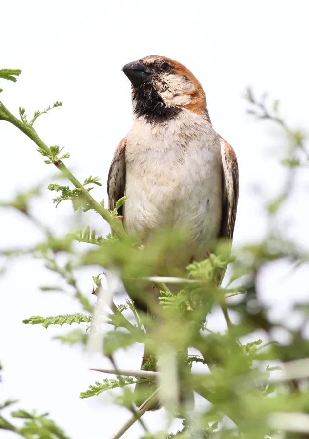 File:Great Sparrow Passer motitensis at Pilanesberg National Park, Northwest Province, South Africa (17162878837).jpg