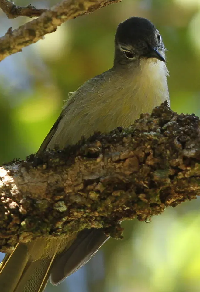 File:Yellow-streaked Greenbul (or Yellow-streaked Bulbul), Phyllastrephus flavostriatus at Agatha Plantation, Tzaneen, South Africa (14515072337).jpg