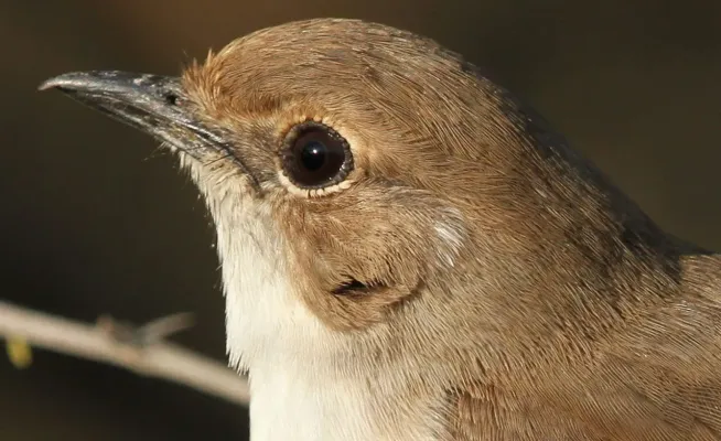 File:Marico flycatcher, Bradornis mariquensis at Polokwane Nature Reserve, Polokwane, Limpopo, South Africa (14492179718).jpg