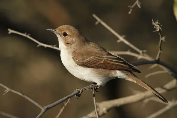 File:Marico flycatcher, Bradornis mariquensis at Polokwane Nature Reserve, Polokwane, Limpopo, South Africa (14678821965).jpg