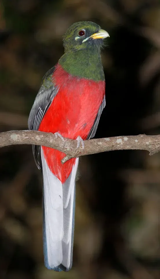 File:Narina Trogon, Apaloderma narina MALE at Lekgalameetse Provincial Reserve, Limpopo, South Africa (14468213328).jpg