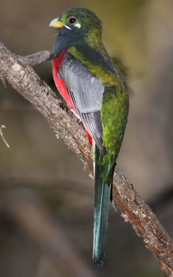 File:Narina Trogon, Apaloderma narina MALE at Lekgalameetse Provincial Reserve, Limpopo, South Africa (14654439682).jpg