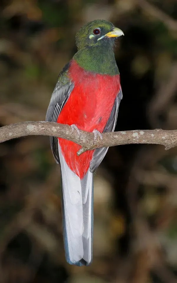 File:Narina Trogon, Apaloderma narina MALE at Lekgalameetse Provincial Reserve, Limpopo, South Africa (14654439002).jpg