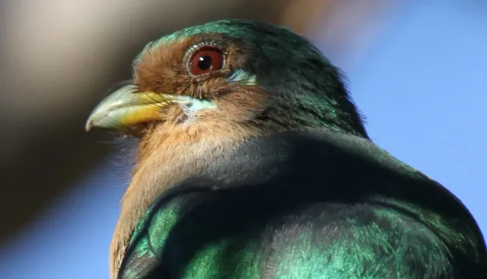 File:Narina Trogon, Apaloderma narina FEMALE at Lekgalameetse Provincial Reserve, Limpopo, South Africa (14660988055).jpg