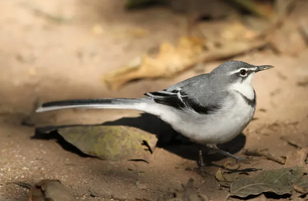 File:Mountain wagtail (or Long-tailed Wagtail), Motacilla clara at Lekgalameetse Nature Reserve, Limpopo, South Africa (14766222701).jpg