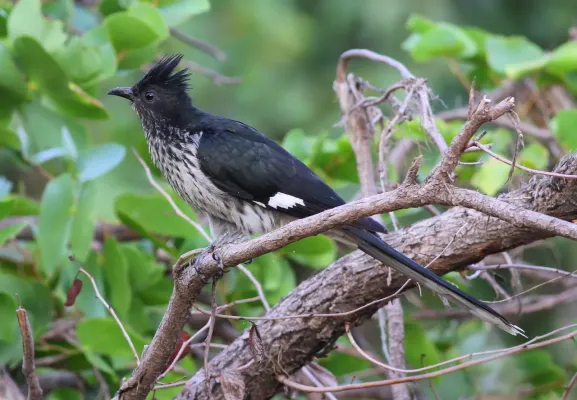 File:Levaillant's Cuckoo, or African Striped Cuckoo, Clamator levaillantii, at Shingwedzi, Kruger Park (14523333351).jpg
