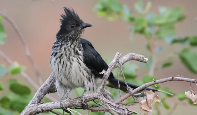 File:Levaillant's Cuckoo, or African Striped Cuckoo, Clamator levaillantii, at Shingwedzi, Kruger Park (14525277304).jpg