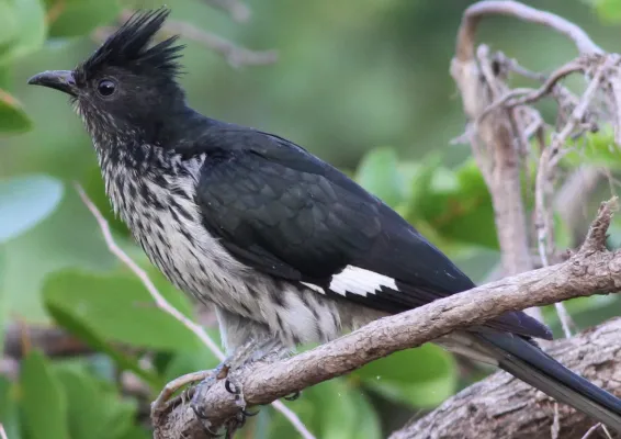 File:Levaillant's Cuckoo, or African Striped Cuckoo, Clamator levaillantii, at Shingwedzi, Kruger Park (14525273524).jpg