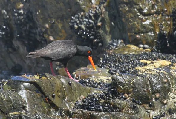 File:African Oystercatcher or African Black Oystercatcher, Haematopus moquini (13171144485).jpg
